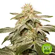 Sugar Bomb Punch - Dutch Passion