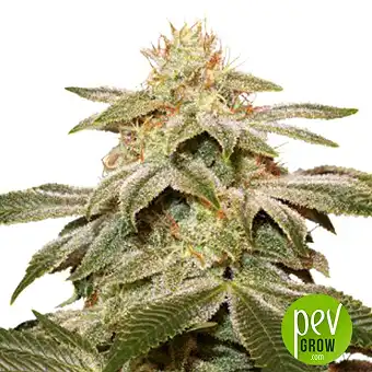 Sugar Bomb Punch - Dutch Passion