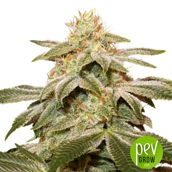 Sugar Bomb Punch - Dutch Passion