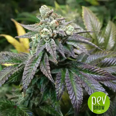 Kerosene Krash - Dutch Passion