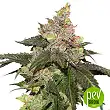 Kerosene Krash plant - Dutch Passion