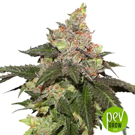 Kerosene Krash plant - Dutch Passion