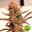 Auto Banana Blaze - Dutch Passion Auto Banana Blaze - Dutch Passion