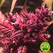 CBD Auto Blackberry Kush plant - Dutch Passion