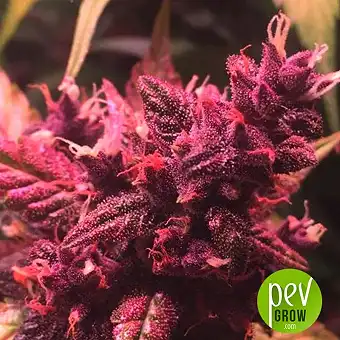 CBD Auto Blackberry Kush plant - Dutch Passion