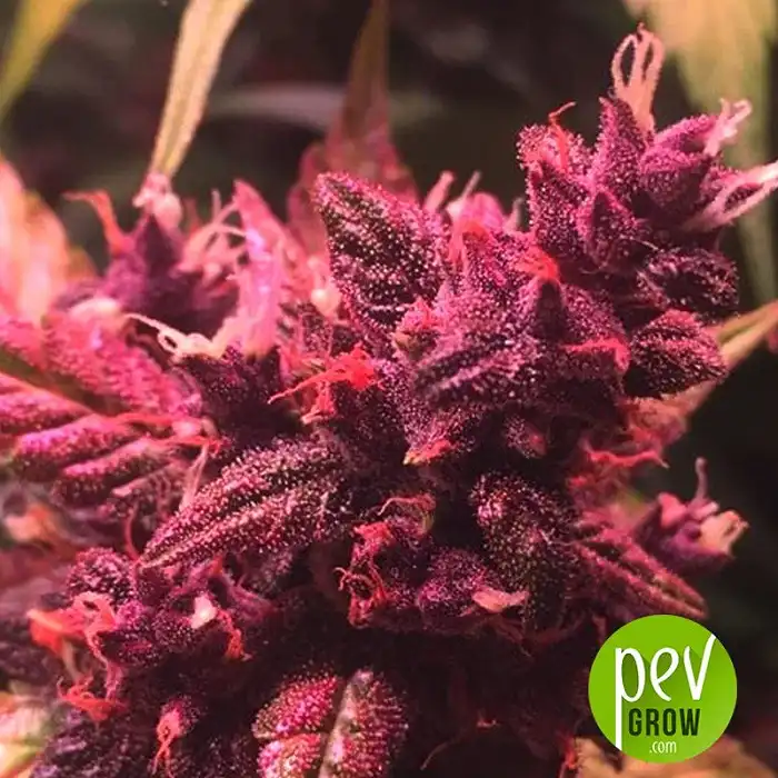 CBD Auto Blackberry Kush planta - Dutch Passion