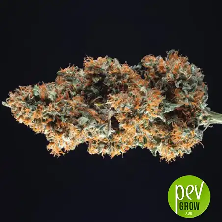 C-Vibez bud - Dutch Passion