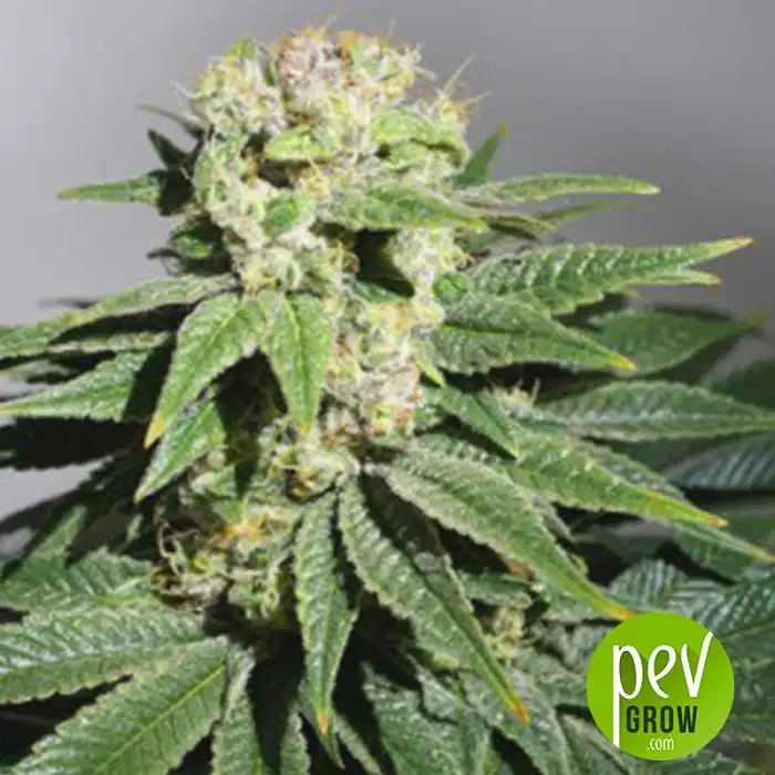 C-Vibez - Dutch Passion