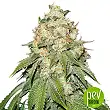 Banana Blaze plant - Dutch Passsion - Dutch Passion