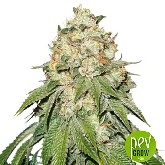 Banana Blaze plant - Dutch Passsion - Dutch Passion
