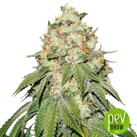 Banana Blaze plant - Dutch Passsion - Dutch Passion