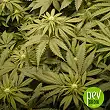 Banana Blaze - Dutch Passsion - Dutch Passion