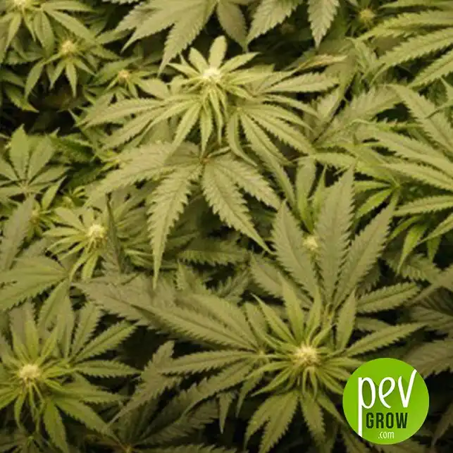 Banana Blaze - Dutch Passsion - Dutch Passion