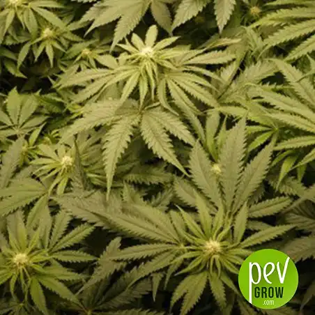 Banana Blaze - Dutch Passsion - Dutch Passion