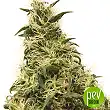 THC-Victory - Dutch Passion