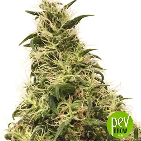 THC-Victory - Dutch Passion