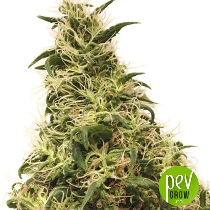 THC-Victory - Dutch Passion