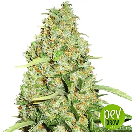 THC-Victory plante - Dutch Passion