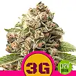 Triple G - ROYAL QUEEN SEEDS