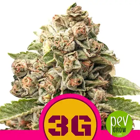 Triple G - ROYAL QUEEN SEEDS