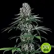 El Patron - Royal Queen Seeds
