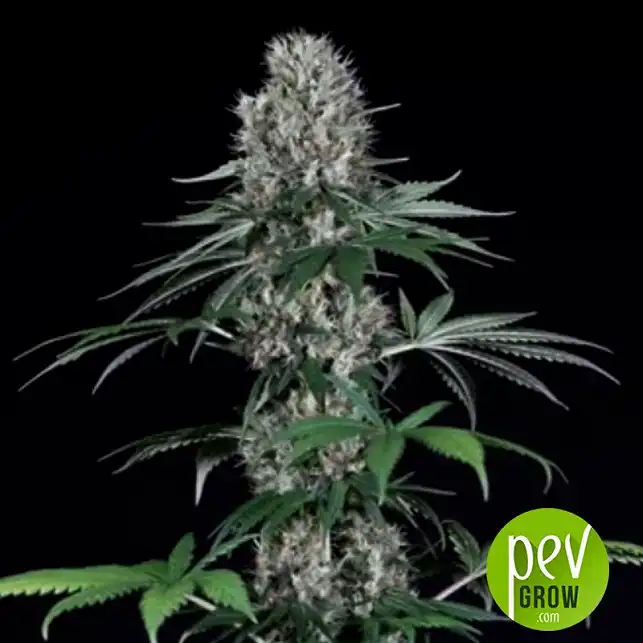 El Patron - Royal Queen Seeds