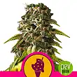 Cookies Gelato - Royal Queen Seeds