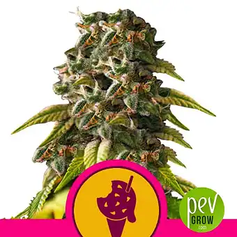 Cookies Gelato - Royal Queen Seeds