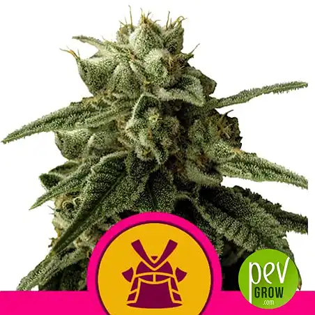 Shogun - Royal Queen Seeds