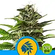 Tatanka Pure CBD - Royal Queen Seeds