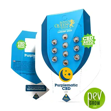 Purplematic CBD envase - Royal Queen Seeds