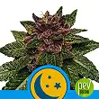 Purplematic CBD - Royal Queen Seeds Purplematic CBD - Royal Queen Seeds