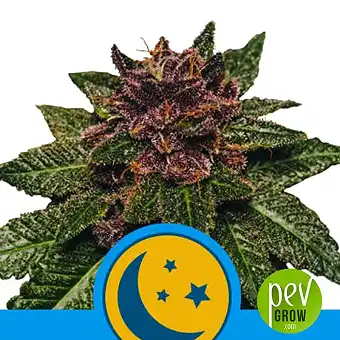 Purplematic CBD - Royal Queen Seeds
