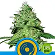 Joanne's CBD - Royal Queen Seeds