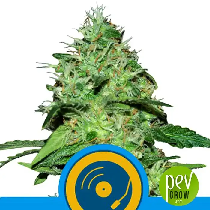 Joanne's CBD - Royal Queen Seeds