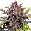 Buddha Purple Kush plant - Buddha Seeds