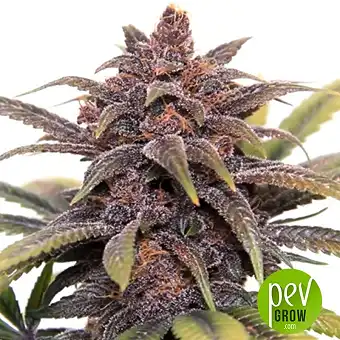 Buddha Purple Kush plant - Buddha Seeds