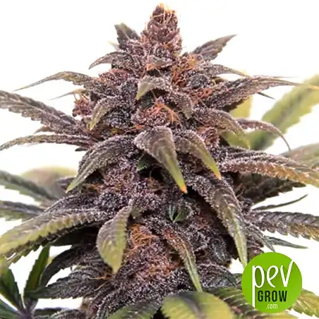 Buddha Purple Kush plante - Buddha Seeds