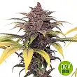Buddha Purple Kush - Buddha Seeds