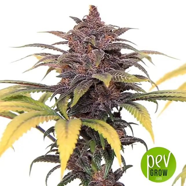 Buddha Purple Kush - Buddha Seeds