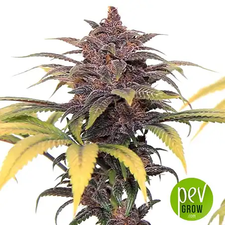 Buddha Purple Kush - Buddha Seeds