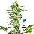 White Gorilla Haze - White Label Sensi Seeds