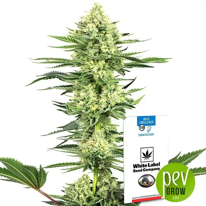 White Gorilla Haze - White Label Sensi Seeds