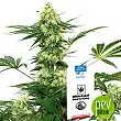 Wedding Cheesecake - White Label Sensi Seeds