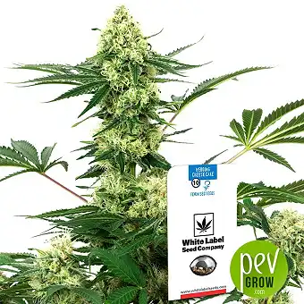 Wedding Cheesecake - White Label Sensi Seeds