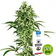 Nicole Hindu Kush - White Label Sensi Seeds