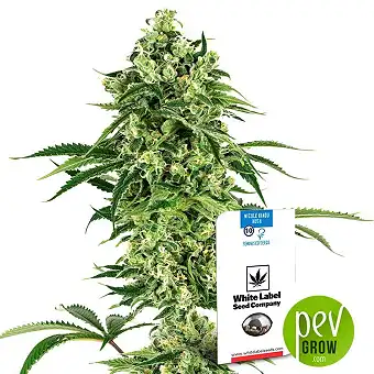 Nicole Hindu Kush - White Label Sensi Seeds