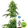 Strawberry Kush - White Label by Sensi Seeds