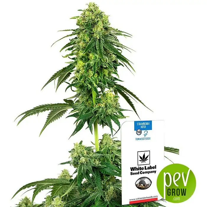Strawberry Kush - White Label by Sensi Seeds