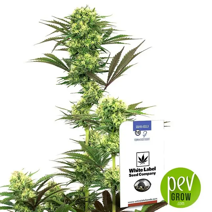 Guava Jelly - White Label Sensi Seeds